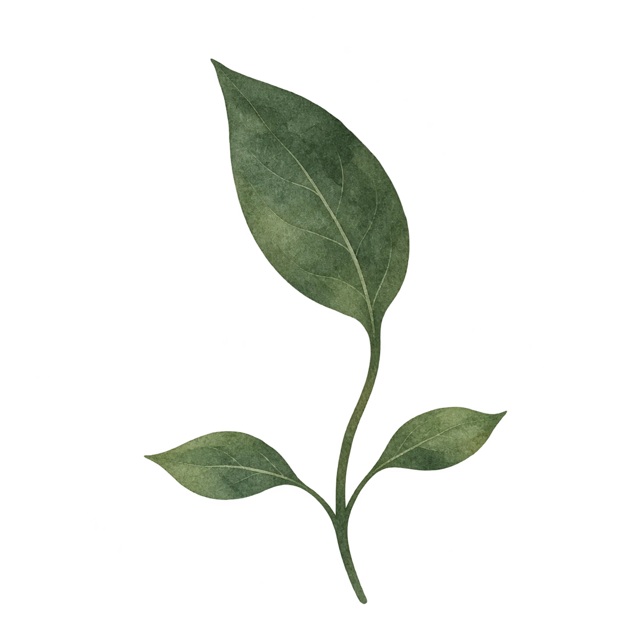 芽吹く植物の水彩イラスト